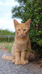 gatos callejeros