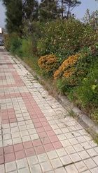 Barandilla junto a la acera en zona de pinos de avda. Democracia