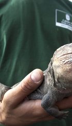 lagarto-1.jpg