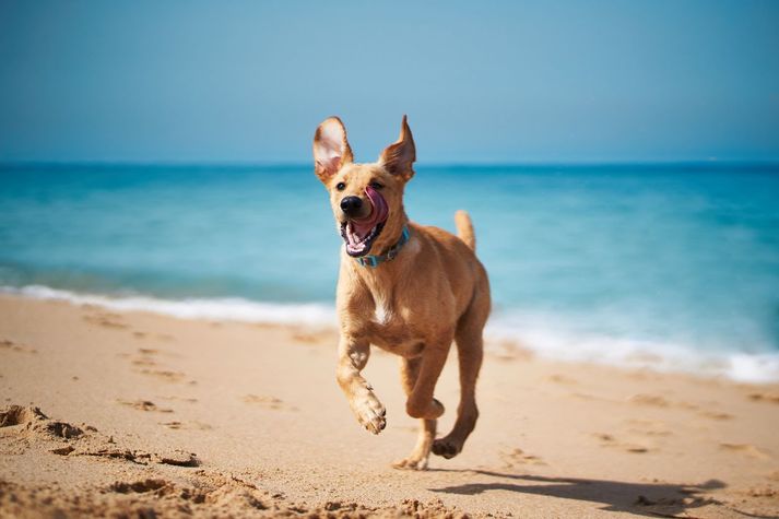 playa_canina.jpg