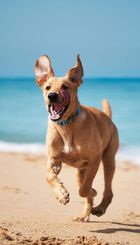 playa_canina.jpg