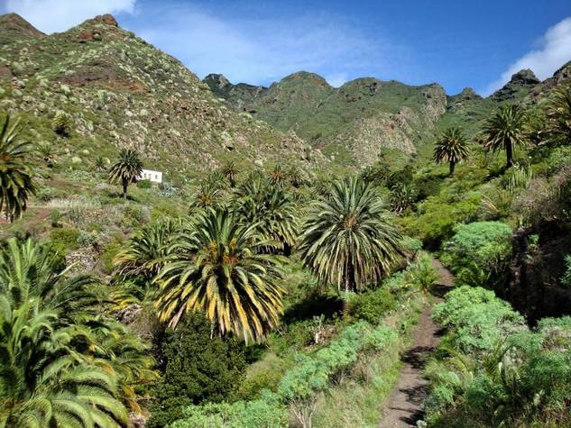 Bosque termófilo
